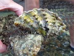 Tridacninae