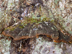Porodaedalea