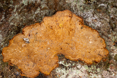 Porodaedalea