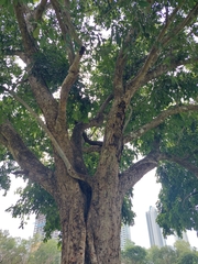 Syzygium cumini