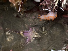 Oligocottus rubellio