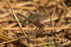 Crocothemis