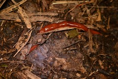 Arthurdendyus testaceus