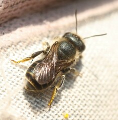 Osmia caerulescens