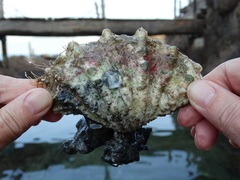 Tridacninae