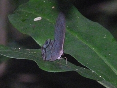 Haetera piera