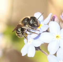 Osmia caerulescens