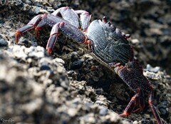 Grapsus adscensionis