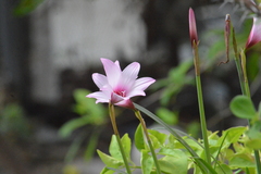 Zephyranthes robusta