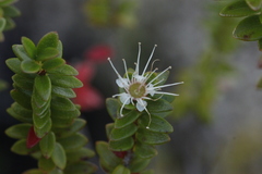 Metrosideros stipularis