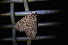 Pseudocoremia suavis