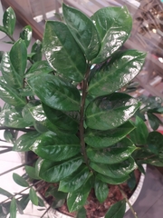 Zamioculcas