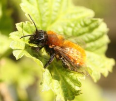 Andrena fulva