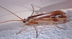 Limnephilus ornatus