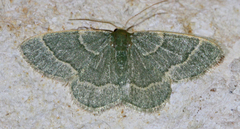 Chlorochlamys chloroleucaria
