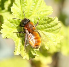 Andrena fulva