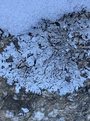 Parmelina atricha