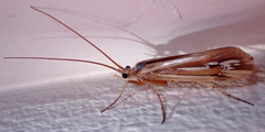 Limnephilus ornatus