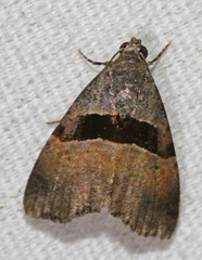 Cobubatha lixiva