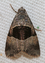 Cobubatha megaplaga