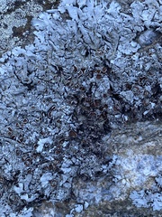 Parmelina atricha