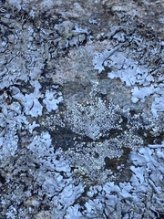 Parmelina atricha