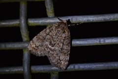 Pseudocoremia suavis