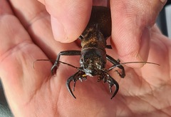 Manticora tuberculata