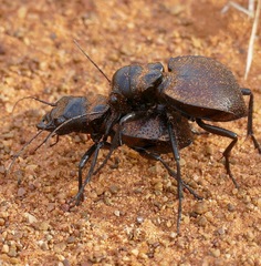 Manticora tuberculata