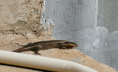 Trachylepis punctatissima
