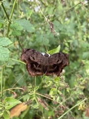 Achlyodes busirus heros