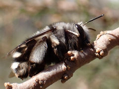 Anthophora alluaudi