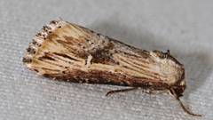 Crambodes talidiformis
