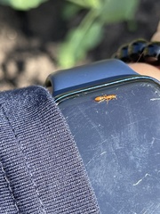 Pseudomyrmex pallidus