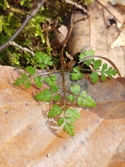 Chaerophyllum procumbens