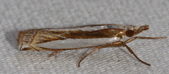 Crambus harrisi