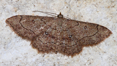 Cyclophora nanaria