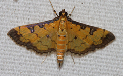 Ategumia ebulealis