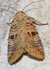 Diastema tigris