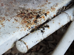 Sceliphron caementarium