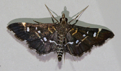 Diathrausta reconditalis