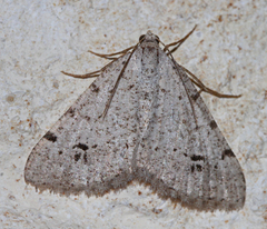 Digrammia californiaria