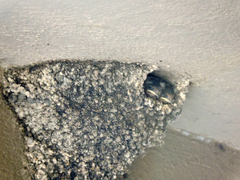 Petrochelidon fulva