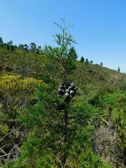 Widdringtonia nodiflora