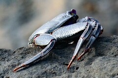 Grapsus adscensionis