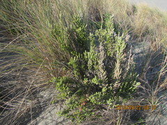 Ozothamnus leptophyllus