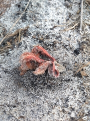Clathrus