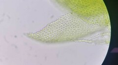 Thuidium tamariscinum