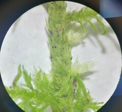 Thuidium tamariscinum