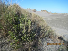Ozothamnus leptophyllus